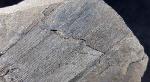 Calamites sp. BRONGNIART 1828   - Bild © FossNet FossilienStore